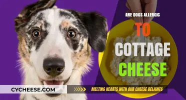 Can Dogs Eat Cottage Cheese? Allergy Concerns and Safe Feeding Tips