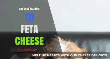 Can Dogs Eat Feta Cheese? Allergies and Safety
