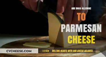 Can Dogs Eat Parmesan Cheese? Allergies and Risks