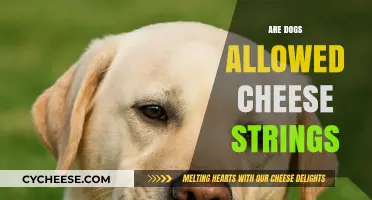 Can Dogs Eat Cheese Strings? A Pet Owner's Guide to Safety