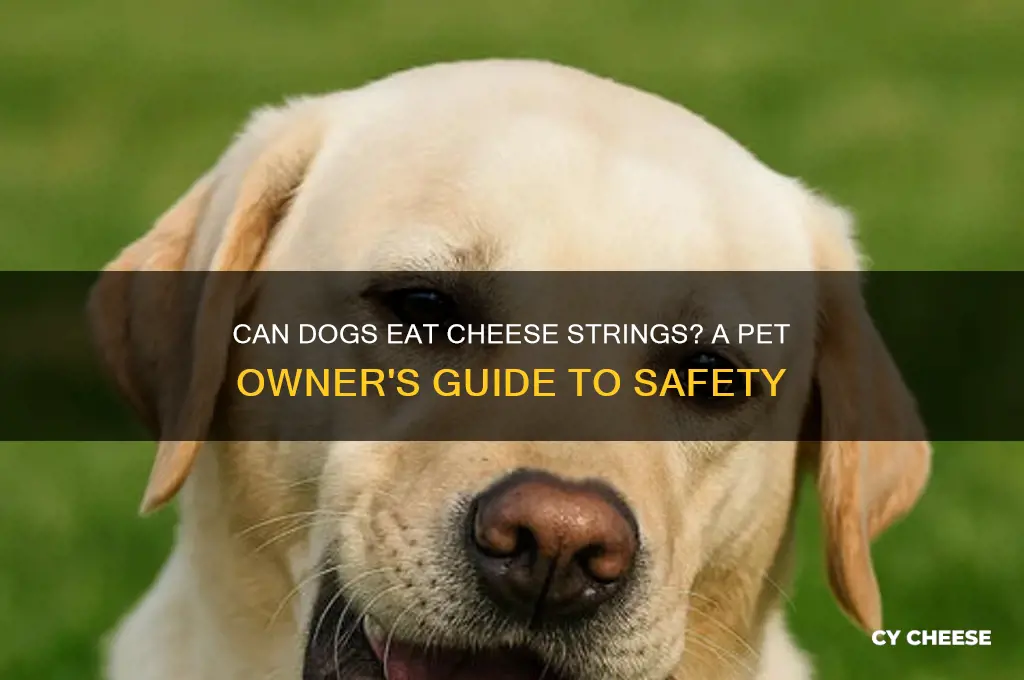 are dogs allowed cheese strings