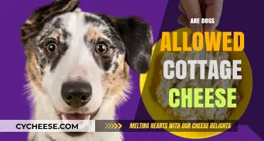 Can Dogs Eat Cottage Cheese? A Safe Snack Guide for Pet Owners