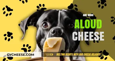 Can Dogs Eat Cheese? A Guide to Safe and Healthy Treats