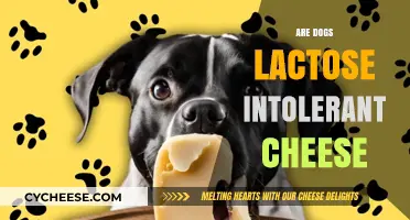 Can Dogs Eat Cheese? Understanding Lactose Intolerance in Canines