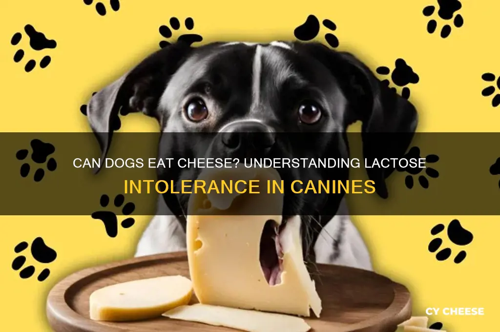 are dogs lactose intolerant cheese
