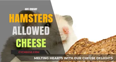 Can Dwarf Hamsters Eat Cheese? A Safe Diet Guide
