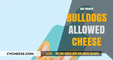 Can French Bulldogs Eat Cheese? A Safe Snack Guide