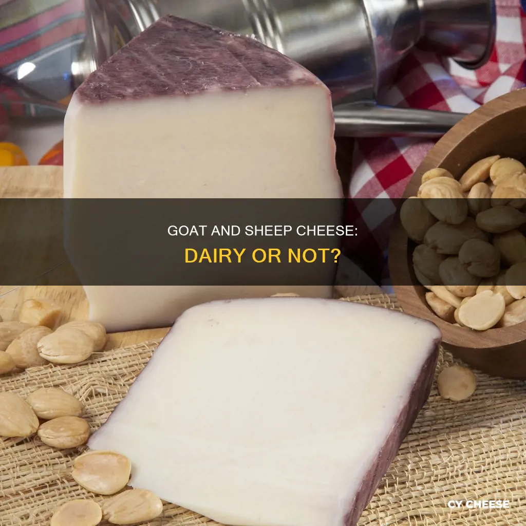 are goat and sheep cheese considered dairy