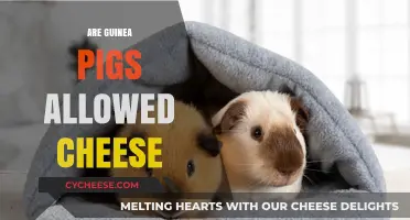 Can Guinea Pigs Eat Cheese? A Safe Diet Guide for Owners