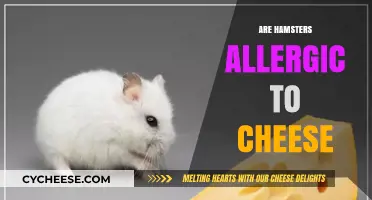 Can Hamsters Eat Cheese? Uncovering Allergy Myths and Safe Treats