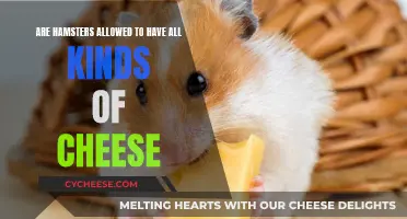 Hamsters and Cheese: What Types Are Safe?