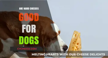 Can Dogs Eat Hard Cheese? Benefits, Risks, and Safe Serving Tips