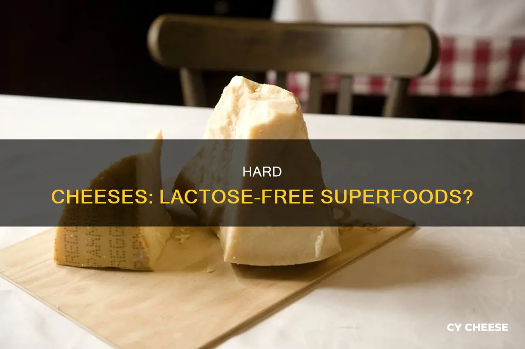 are hard cheeses lactose free