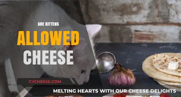 Can Kittens Eat Cheese? Exploring Feline Dietary Do's and Don'ts
