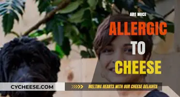 Are Mice Allergic to Cheese? Unraveling the Myth and Facts