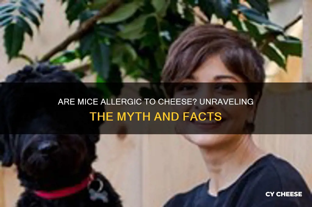 are mice allergic to cheese
