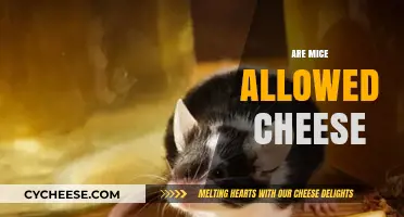 Can Mice Eat Cheese? Debunking the Myth and Exploring Their Diet
