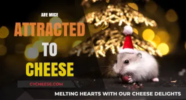 Do Mice Really Love Cheese? Unraveling the Myth and Facts