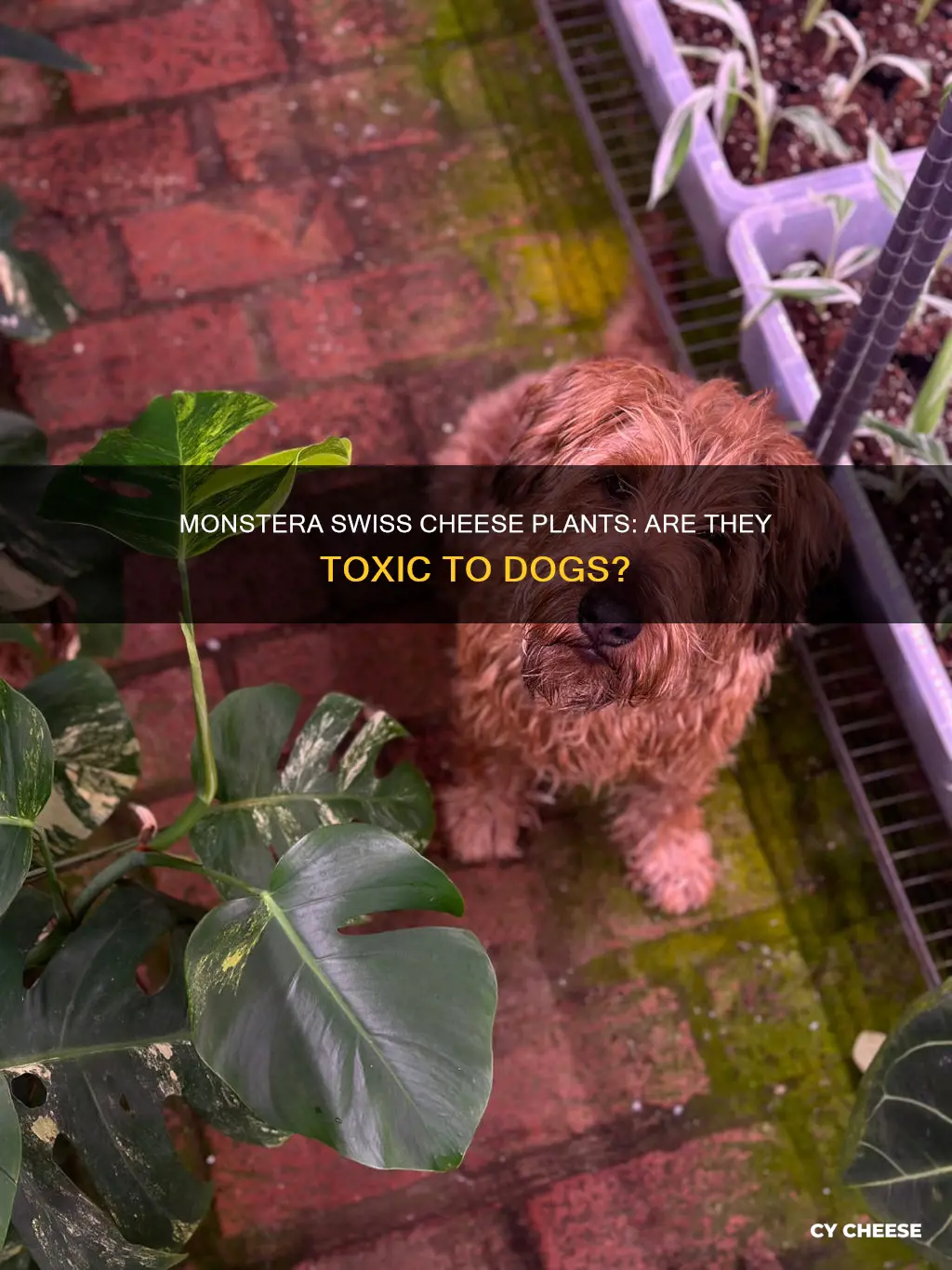 are monstera swiss cheese plants poisonous to dogs