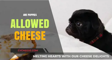 Can Puppies Eat Cheese? A Guide to Safe Puppy Snacks
