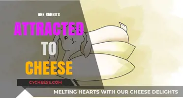 Do Rabbits Love Cheese? Uncovering the Truth Behind the Myth