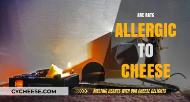 Can Rats Be Allergic to Cheese? Unraveling the Myth and Facts
