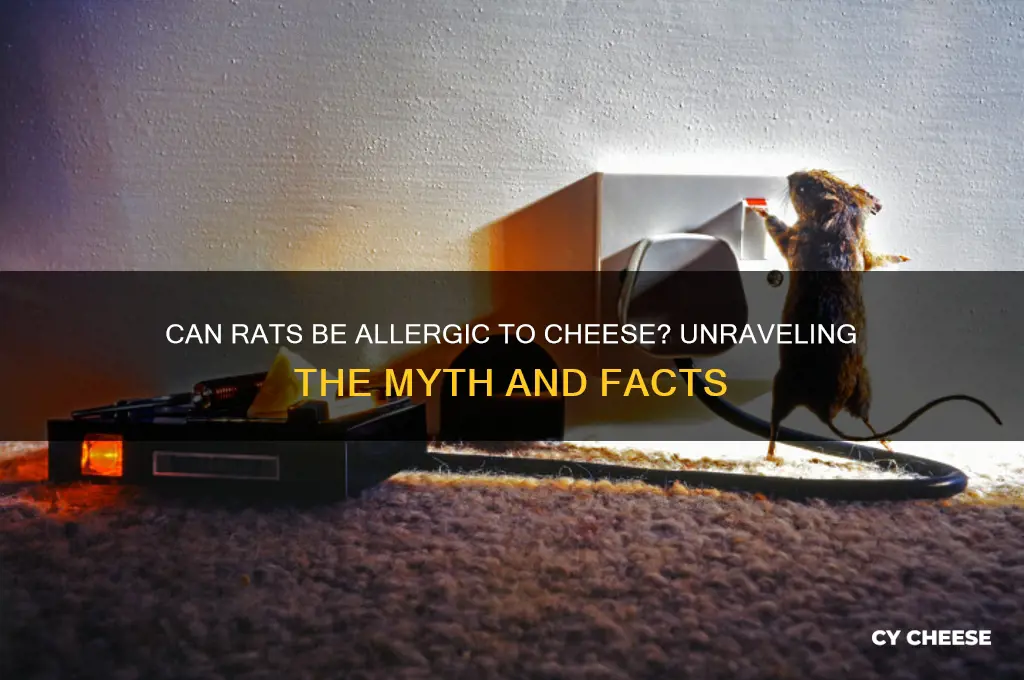 are rats allergic to cheese