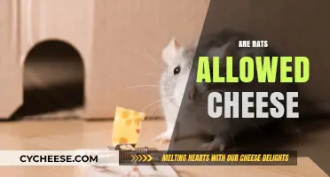 Can Rats Eat Cheese? Debunking Myths About Rat Diets