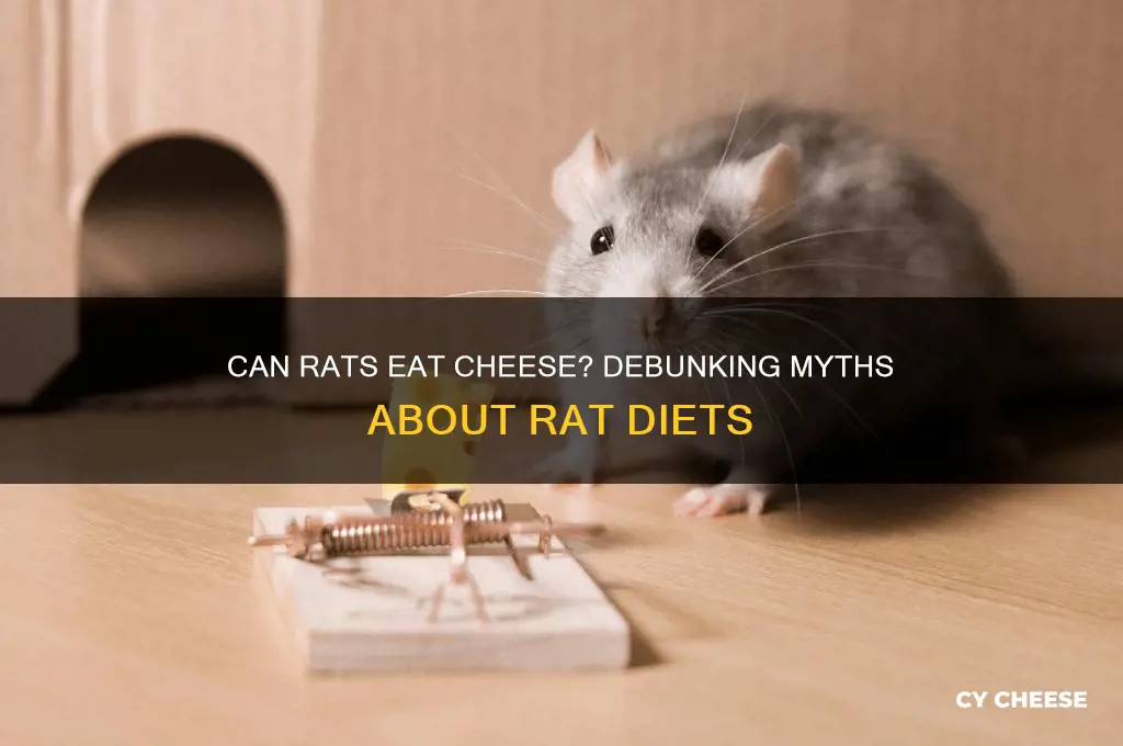are rats allowed cheese