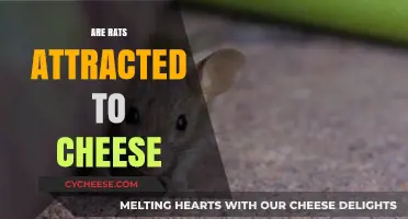 Do Rats Really Love Cheese? Unraveling the Myth and Facts