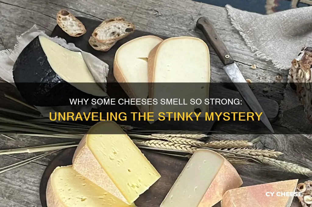 are some cheeses stinky