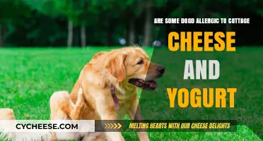 Can Dogs Eat Cottage Cheese and Yogurt? Allergy Concerns Explained