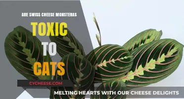 Swiss Cheese Monsteras: Safe or Toxic for Cats?