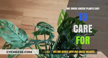 Swiss Cheese Plants: Easy to Care For?
