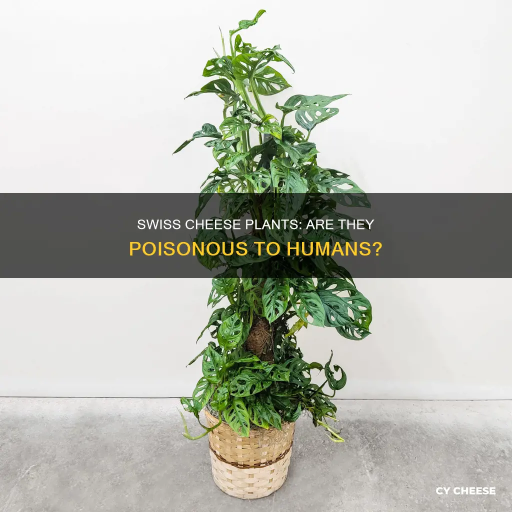 are swiss cheese plants poisonous
