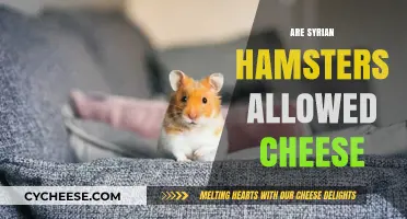 Can Syrian Hamsters Eat Cheese? A Safe Diet Guide