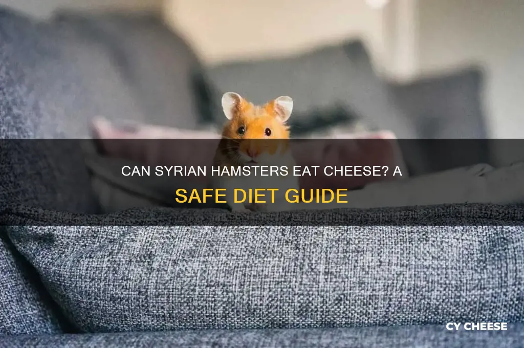 are syrian hamsters allowed cheese