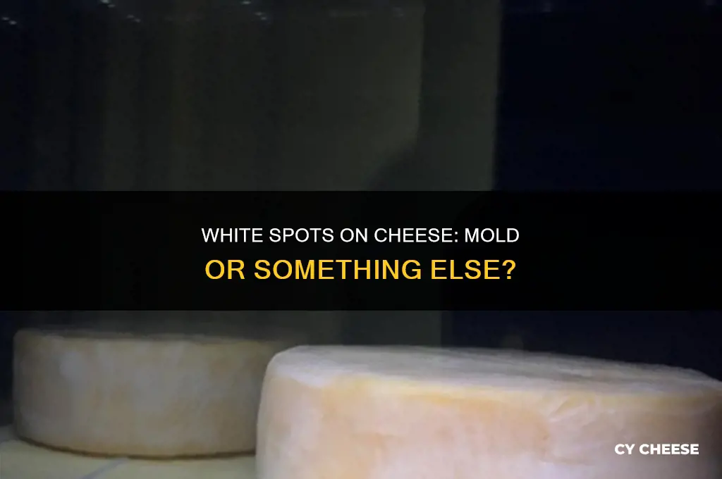 are the white spots on my cheese mold