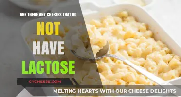 Lactose-Free Cheese Options: Discover Dairy Delights Without the Discomfort