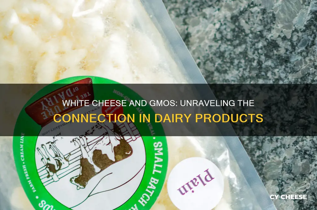 are there any gmo associated with white cheese