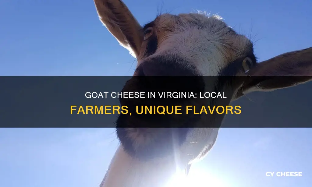 are there any goat farmers making goat cheese in virginia