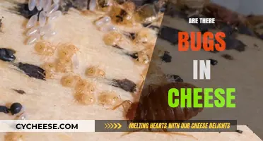 Do Bugs Live in Cheese? Uncovering the Truth About Dairy Pests