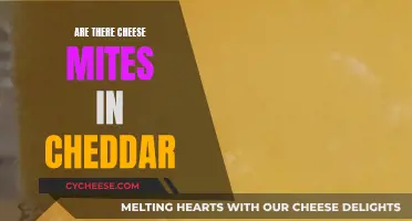 Unraveling the Mystery: Cheddar's Tiny Cheesemites