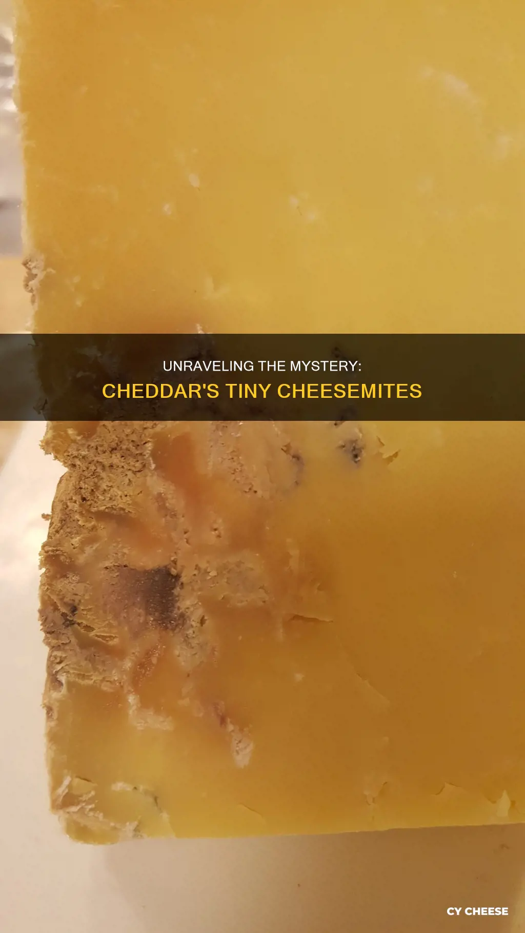 are there cheese mites in cheddar