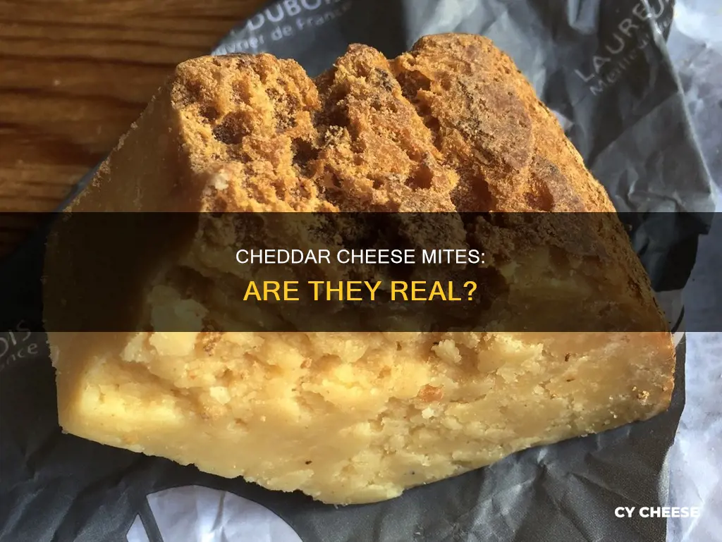 are there cheese mites in cheddar