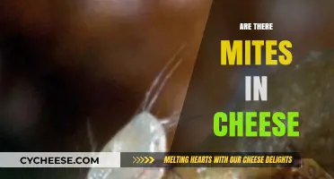 Cheese Mites Unveiled: Truth About Tiny Creatures in Your Cheese