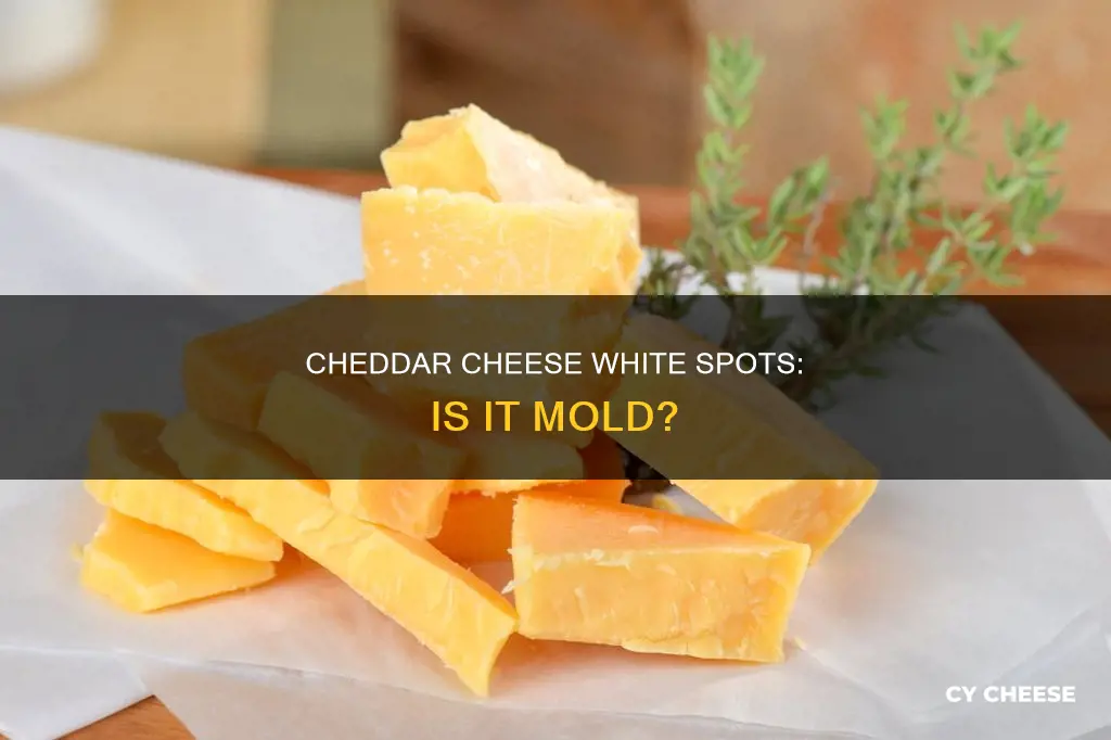 are white spots on cheddar cheese mold