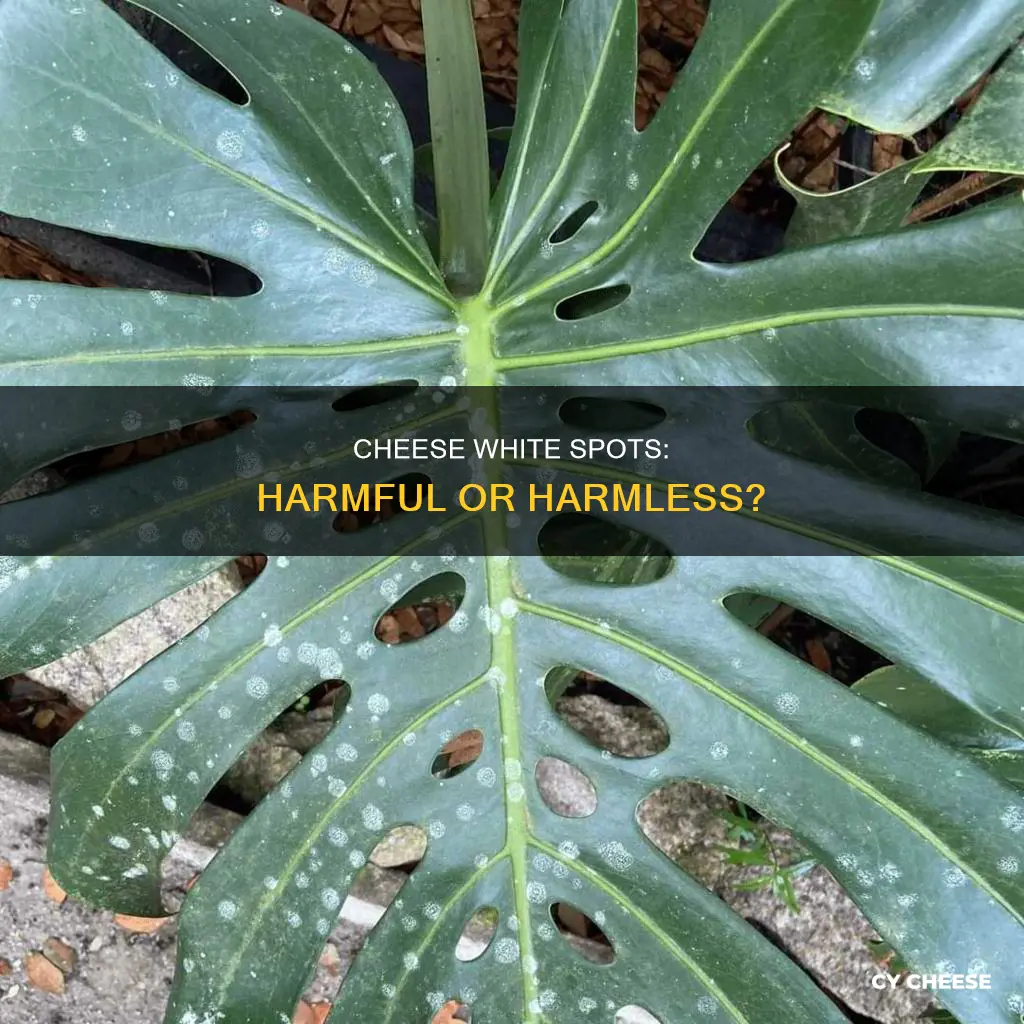 are white spots on cheese bad