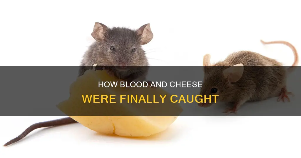 did blood and cheese get caught