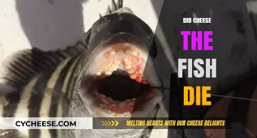 Did Cheese the Fish Die? Unraveling the Mystery Behind the Question